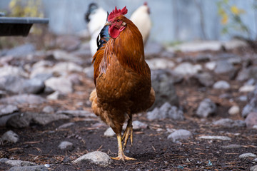 Beautiful Rooster on nature background