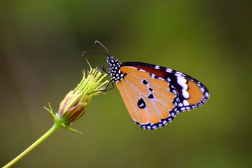 Spotted Butterfly