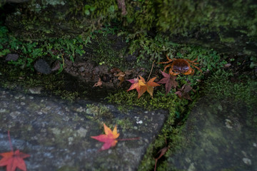 紅葉と蟹