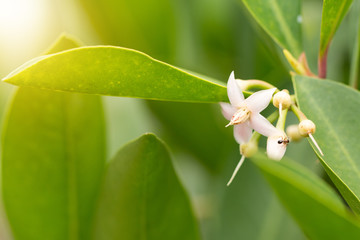Small pink tropical flower on green gradient background