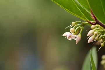 Small pink tropical flower on green gradient background