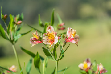 Multicolor flower on a sunny day