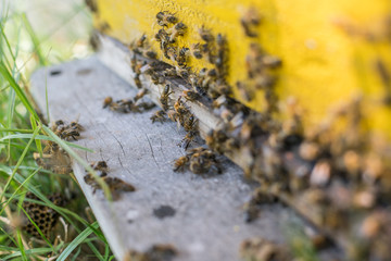 Bees entering a honeycomb close up