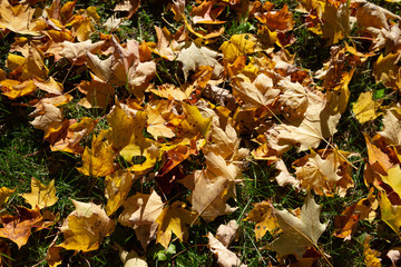 Fall color tour.