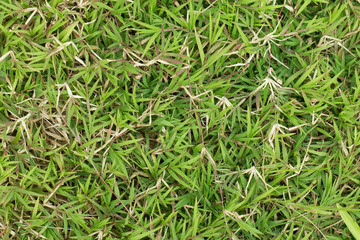 Top view green grass