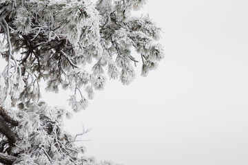 snow covered pine tree branches