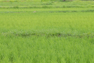 Paddy field on autumn