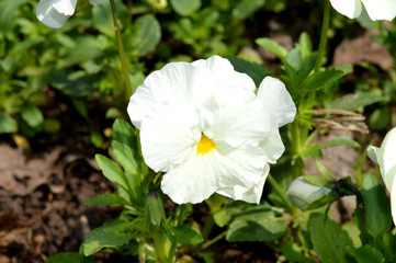 white flower
