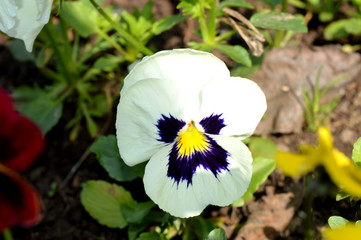 white flower viola