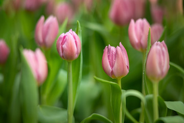 Tulips, Tulipmania, Floral Display