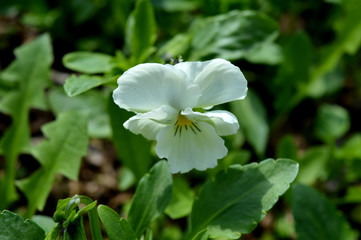 white flower viola