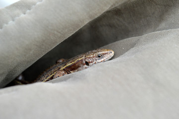 lizard