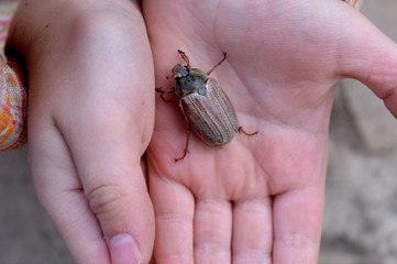 beetle in the hands