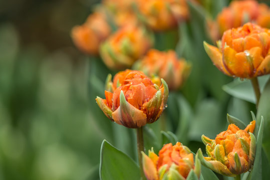 Tulips, Tulipmania, Floral Display