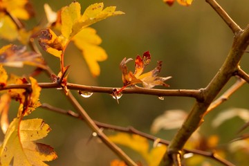 ein Zweig bei aufgehender Sonne mit Morgentautrofen