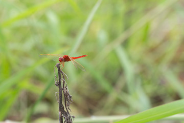 Red Dragon Fly