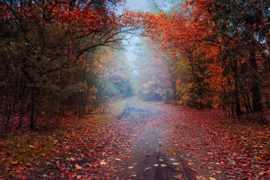 Fototapeta Landscape with misty autumn forest road.