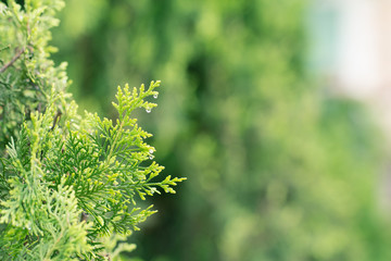 Fototapeta premium pine leaves, Evergreen Thuja background, Winter tree and christmas tree background concept