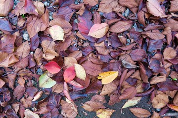 紅葉の落ち葉