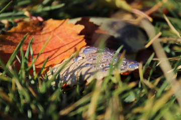 hine of the sun in dew drops on autumn leaves.