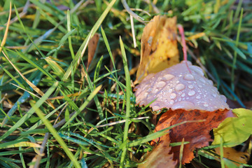 hine of the sun in dew drops on autumn leaves.