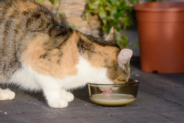 Fototapeta na wymiar cat drink milk in the garden