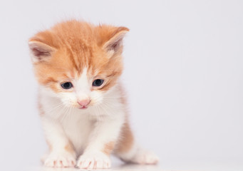 Obraz na płótnie Canvas cute kitten in white background