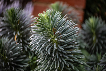 pine branch with cones