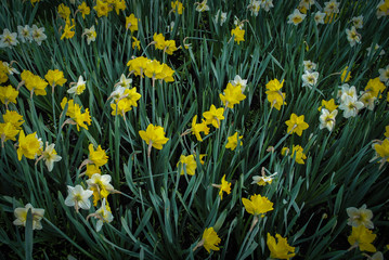 Obraz premium Daffodils for Cancer Awareness