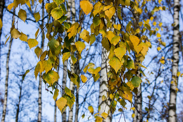 YELLOW LEAVES OF A BIRCH ON THE BACKGROUND OF A BLUE SKY