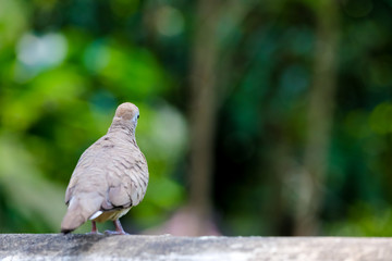pigeon on the concrete wall