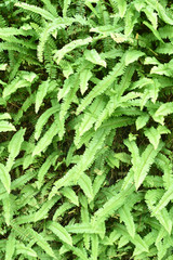 Close up of fern leaves in tropical garden   
