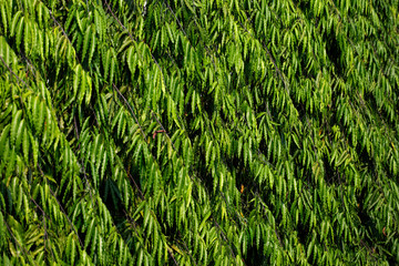 green tree wall for background