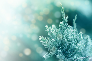 Pine tree, Evergreen juniper background. Christmas and Winter wallpaper