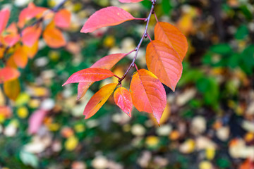Laub im Herbst in schönen Farben