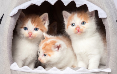 cute kitten in white background