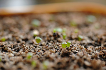 多肉植物の生育の様子　コノフィツム