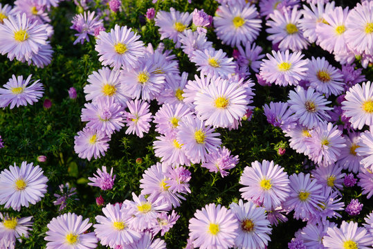 Purple  Aster In The Garden