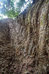 The biggest Krabak Tree