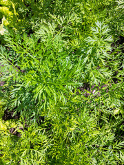 Young green leaves of carrots and greens on a background soil in the garden