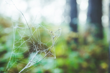 Spider web in the morning dew. Selective focus. Shallow depth of field.