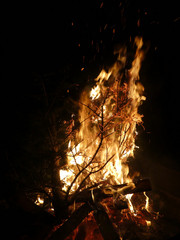 Offenes Feuer mit brennendem Tannenbaum