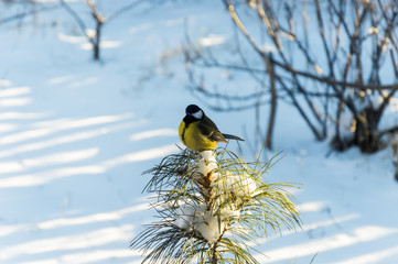 Tit and cedar. Snow