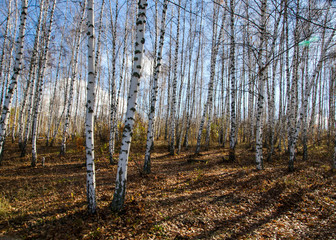 birch tree in autumn