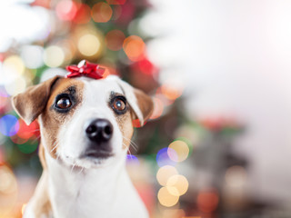 Dog near christmas tree