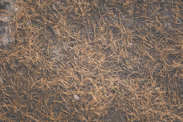 Fototapeta na wymiar Old pine needles on the ground in forest. Abstract background.