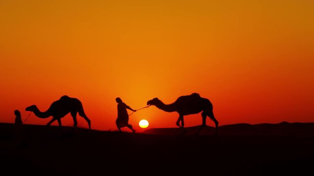 Aerial drone of Arab males in traditional dress leading camels through desert