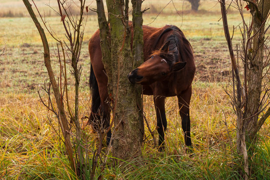 ein Pferd knappert an den Str&auml;uchern herum
