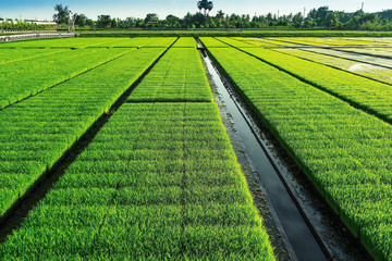 Beautiful view of rice seedlings in the field in Suphanburi Thai