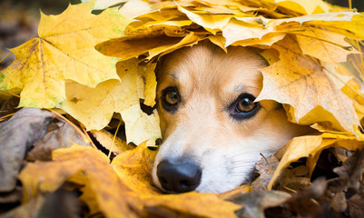 A dog of the Welsh Corgi breed Pembroke on a walk in the autumn forest. A dog in a wreath of autumn leaves.